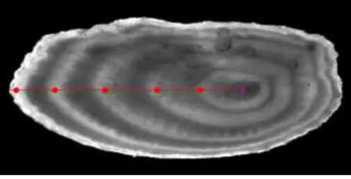 Figure 1: Illustration of plaice otolith interpretation for a 4 year old individual. The otolith image has been acquired using a binocular microscope under transmitted light.