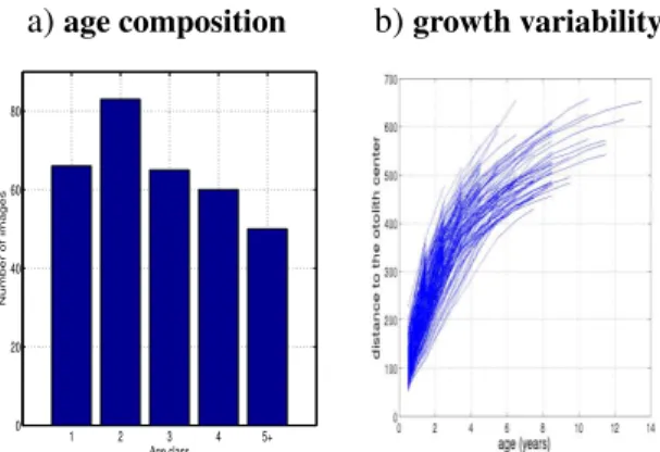 Figure 6: Plaice otolith dataset: a) age distribution of the database of 320 plaice otoliths, b) illustration of growth variability within the considered dataset