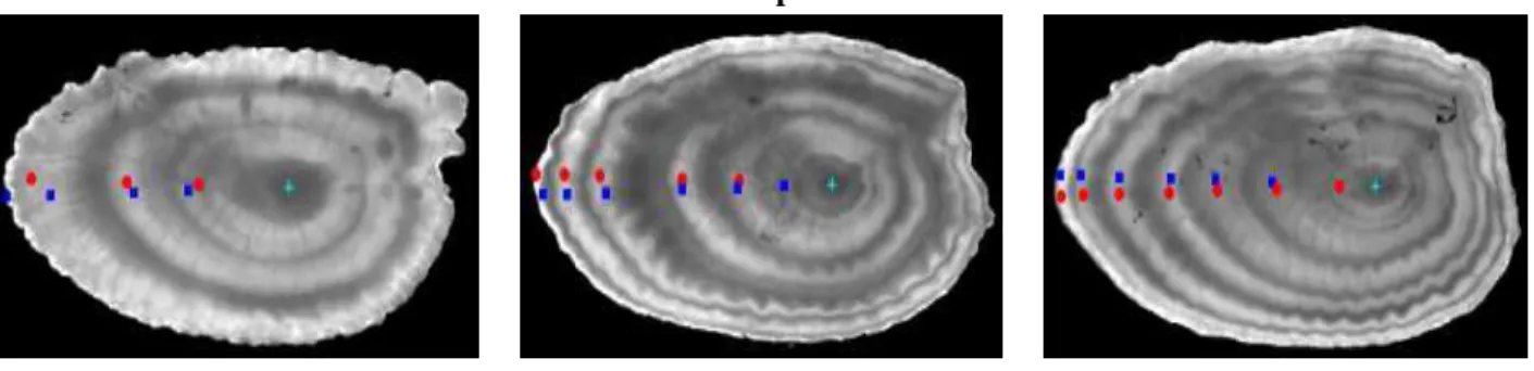 Figure 10: Computation of confidence measures for otolith interpretations: the first col- col-umn reports the images of plaice otoliths with two different interpretations (the expert one and an erroneous one), while the second raw plots the associated grow