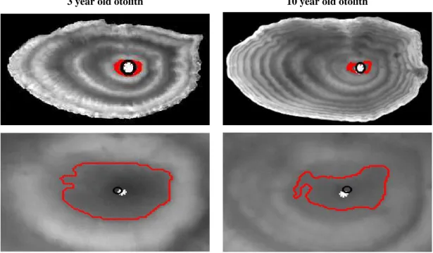 Figure 4: Two examples of the detection of otolith center using our morphological approach: the line superimposed to the image depicts the contour of the selected shape, marker ◦ (black) the estimated position of the otolith center, and marker ∗ (white) it