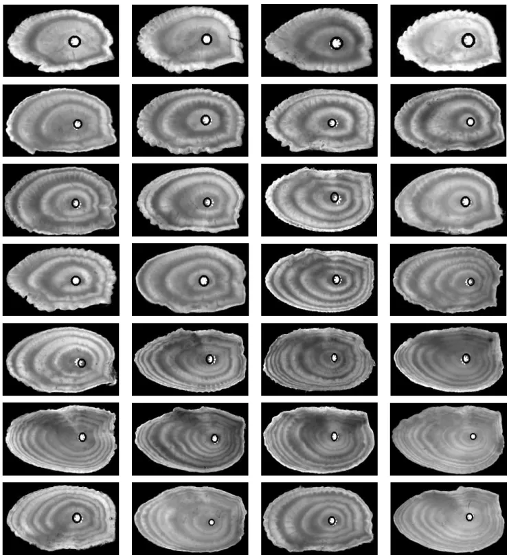 Figure 9: Illustration of the practicability of the two-pass scheme approach for a subset of the base of 250 otolith images