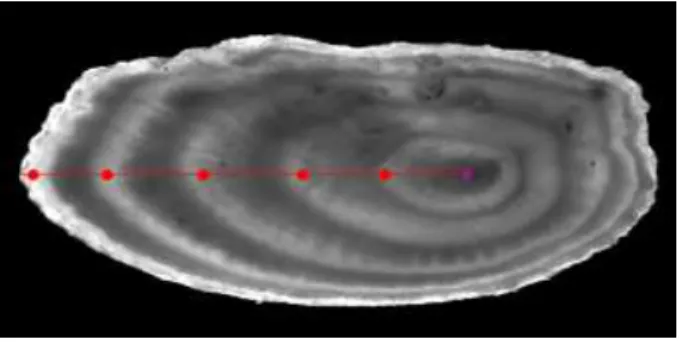 Figure 1: Illustration of plaice otolith interpretation for a 4 year old individual : image of the plaice otolith acquired under a binocular with transmitted light