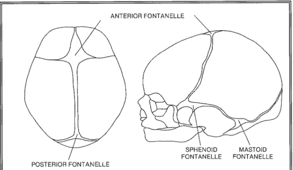 figure 5 Les fontanelles chez le nouveau-né (Proffit et Field, 2000).