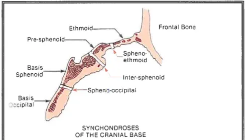 Figure 7 Croissance de la synchondrose sphéno-occipitale (Proffit et field, 2000).
