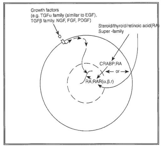 figure 9 Deux types de molécules messagères. (Johnston , 1993).