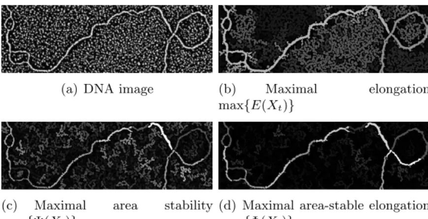 Fig. 5 illustrates the behavior of our method on a real DNA image. The goal is to segment the elongated and bright fiber from the noisy background.