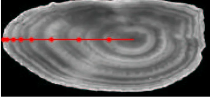 Figure 2. Difficulties in otolith ring interpretation: this otolith presents false rings between the first and second rings, and between the second and the third ones