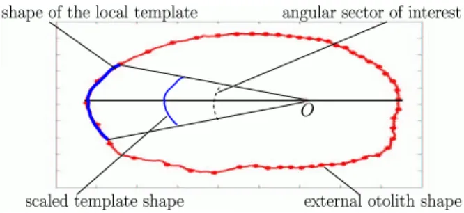 Figure 4. Template-based approach aimed at extracting a 1 D representation of the image content within a region of interest.