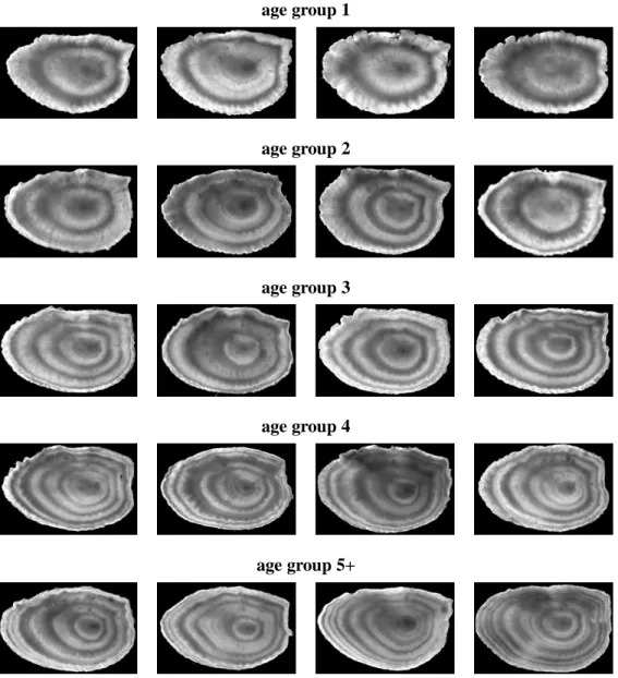 Figure 8. Sample images within the processed dataset of plaice otolith images.