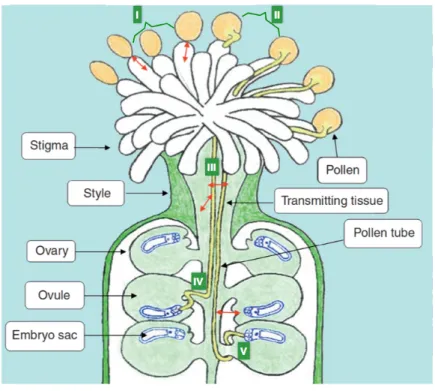 Figure  1.3  The  PT  pathway  in  Arabidopsis.  In  phase  I,  pollen  grain  adheres  to  and  hydrates on the stigma
