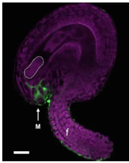 Figure 1.7 Localization of AtLURE1 peptides in the ovule of A. thaliana. An ovule was  immunostained  with  anti-AtLURE1  (CRP810_1.2)  antibodies