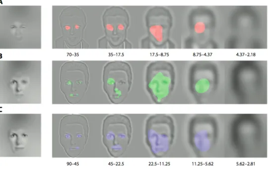 Figure 1. Information visuelle efficacement utilisée pour reconnaître l’identité des visages dans l’étude de  Butler et al