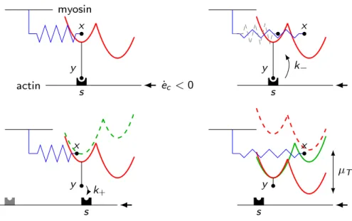 Figure 1: Chemical-mechanical cross-bridge model in Lymn-Taylor cycle: attached (top) vs