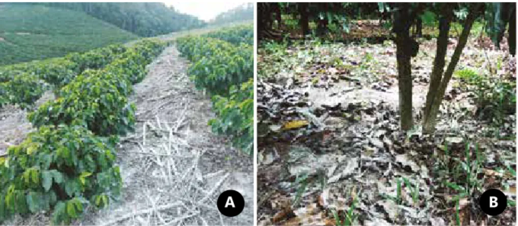 Figura 5. Aplicação de calcário em lavouras adensadas, na entrelinha (A) e sob a copa do  cafeeiro (B).