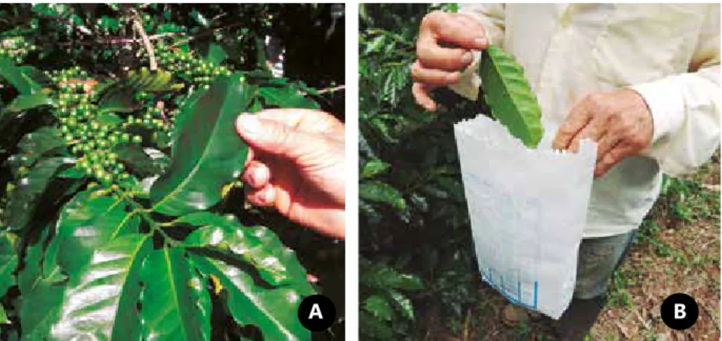 Figura 7. Seleção das folhas do 3º ou do 4º par para análise foliar (A); acondicionar em  sacola de papel (B)