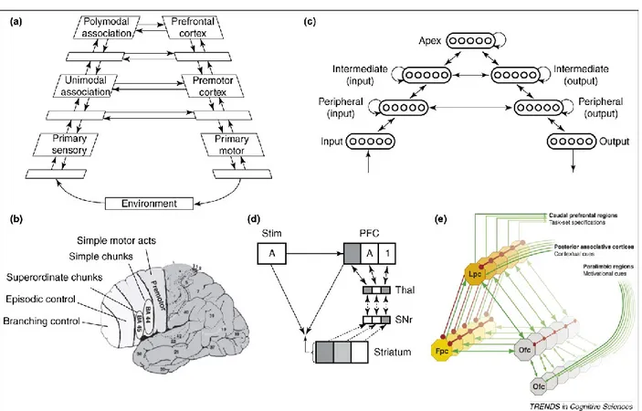 Figure 3. Hierarchical organization in frontal cortex. (a) The position of the DLPFC within a hierarchy of cortical  areas, as described by Fuster [45]