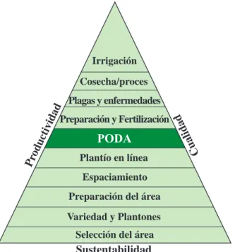 Figura 1. Pirámide de producción de café conilón involucrando las principales tecnologías.