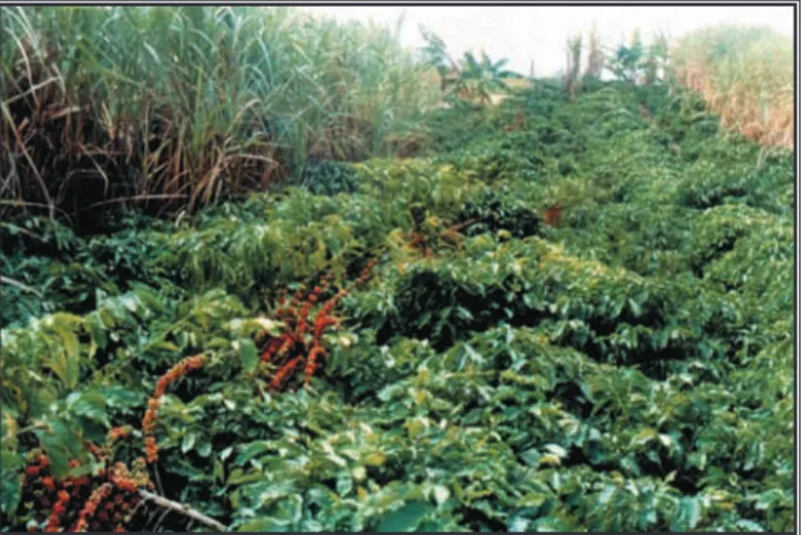 Figura 9. Jardín clonal de las variedades mejoradas del Incaper, instalado y conducido  por la Cooperativa Agraria de los productores de café de San Gabriel  (COOABRIEL), San Gabriel de la Paja, Es.
