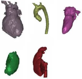 Fig. 5. 3D surface rendering of a segmented heart.
