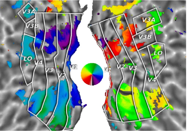 Figure 5: Retinotopic map for subject 1. Synthesizing the responses to retinotopic wedge stimuli and performing a classic phase-coding GLM analysis, we show the retinotopic angle map at display threshold F = 1