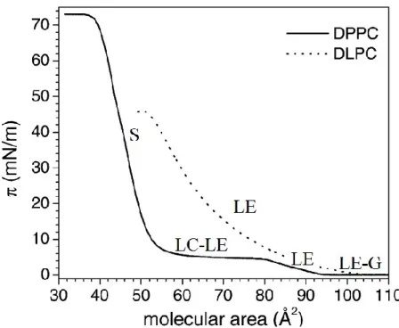 Figure 1.19. Isothermes en compression π-A de DPPC et DLPC obtenus à 20 °C. Reproduction  issue de la Réf