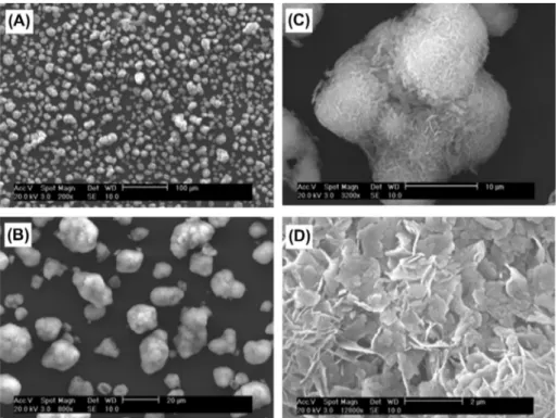 Fig. 5. SEM observation on the external surface of Powder_105 before lead(II) sorption.