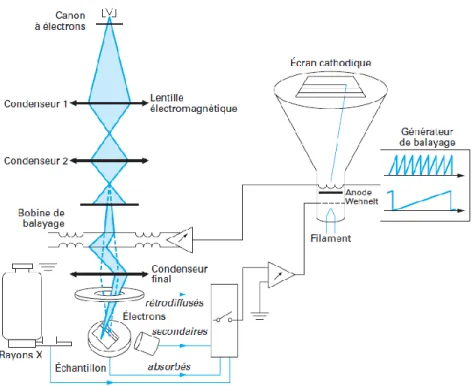 Figure 2-5 : Schéma des différentes parties qui composent un MEB. Adapté de [ 7 ]. 