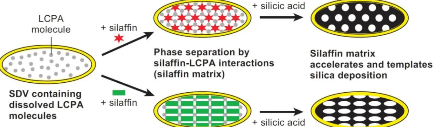 Abb  13:  Modell  der  Silica  Morphogenese  in  Kieselalgen.  Silaffine  und  LCPA  im  Silica  Deposition  Vesikel bilden eine nanostrukturierte Silaffinmatrix, welche als Templat für die Ausfällung von silica  dient