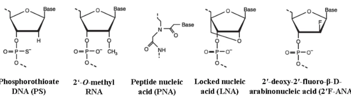 Figure 3. Chemical structure of PS DNA, 2′-O-methyl RNA, PNA, LNA and 2′F- 2′F-ANA 