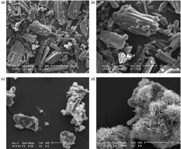 Fig. 9. ESEM pictures of the pseudoephedrine chlorhydrate (PE) coated or not, by the Precirol ® 