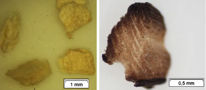 Fig. 14. Wood particles after pyrolysis (T = 1223 K; solid residence time = 0.45 s).