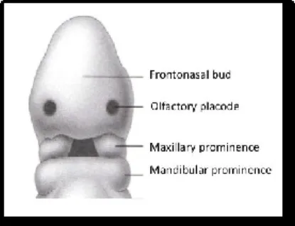Figure  1.  Four weeks in utero. Adapted from Bishara. 7