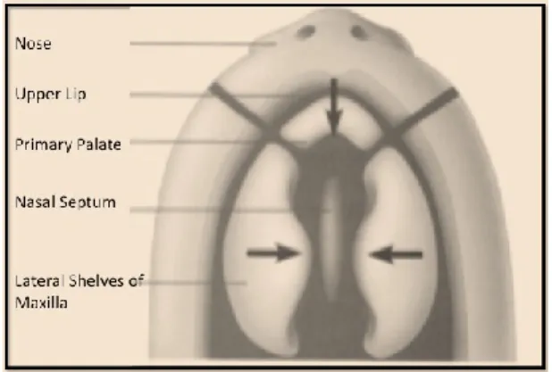 Figure 2. Primary and Secondary Palate. Adapted from Bishara. 7