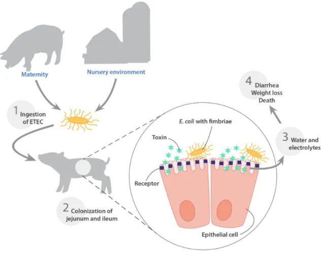 Fig.  2  Schematic  representation  of  the  steps  involved  in  the  pathogenesis  of  post  weaning  diarrhea in pigs