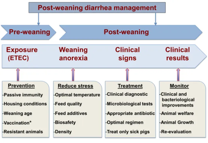 Fig. 3 Illustrative interventions for the management of post-weaning diarrhea in pig farms  (Inspired from [159])