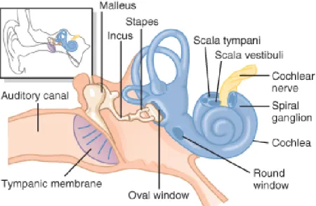 Figure 1: Membrane tympanique, oreille moyenne et interne. Image tirée du Guyton et  Hall, Medical Physiology, Elseveir Saunders avec accord de l’éditeur