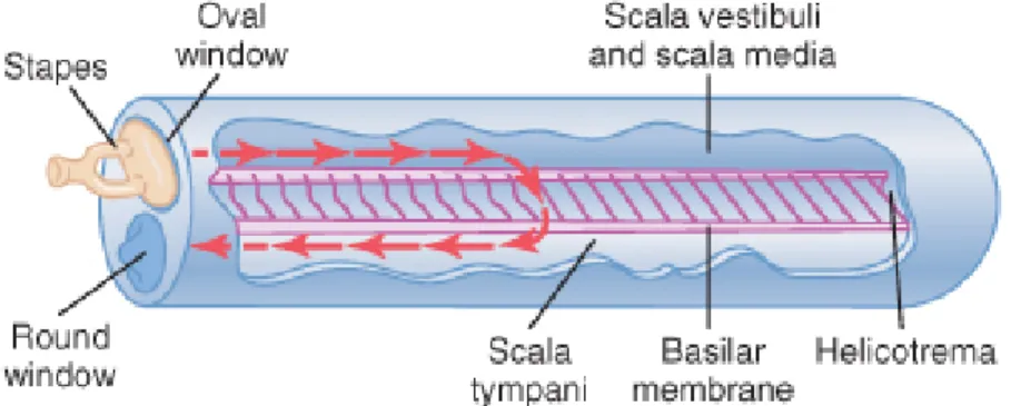 Figure 3: Mouvement de la périlymphe le long de la membrane basilaire. Image tirée du  Guyton et Hall, Medical Physiology, Elseveir Saunders avec accord de l’éditeur
