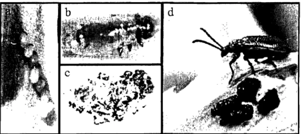Figure  1.  Stades  de  développement  du  criocère  du  lis,  Lilioceris  filU:  a)  Oeufs (©  Bouchard,  2006);  b)  Larve  d'un  jour  (©  Bouchard,  2006)  ;  c)  Cocon  ouvert  (©  Bouchard,  2006)  ;  d)  Adulte  et  larves  avec bouclier d'excrément
