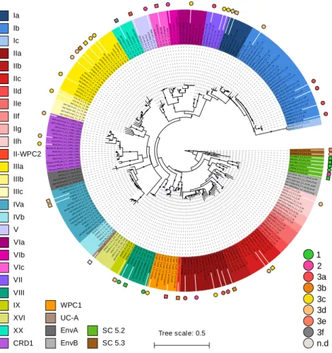 Figure 1: Phylogenetic position of the 53 marine Synechococcus genomes used in this study