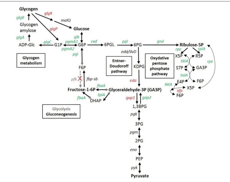 FIGURE 6 | Transcriptomic response of glycogen and glucose metabolism genes in Synechococcus sp