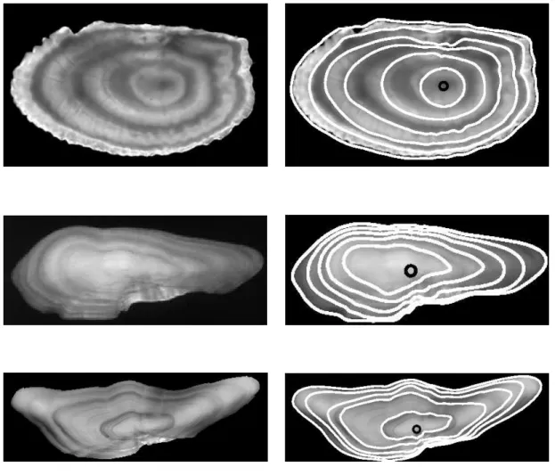 Figure 10: Reconstruction of the series of growth shapes for three examples of fish otoliths: a plaice (Pleuronectes platessa) otolith (first row), a cod (Gadhus morua) otolith (second row), and a whiting (Merlangius merlangus) otolith (third row