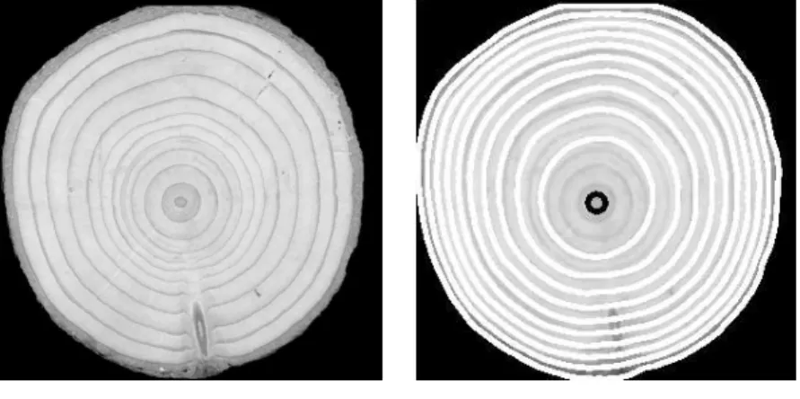 Figure 11: Reconstruction of the series of growth shapes of the section of a tree trunk: original image (left), reconstructed potential function U (left column), series of shape superposed to the image of the section of the tree trunk (right column)