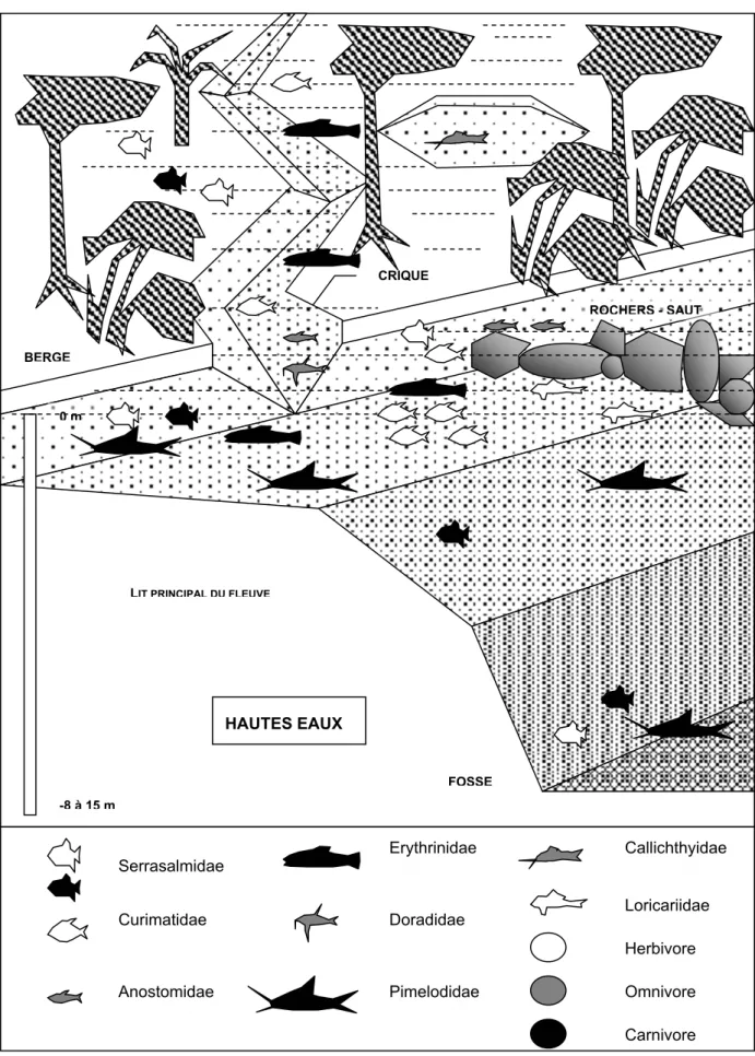 Figure 9 Représentation schématique du fleuve durant les Hautes Eaux Serrasalmidae Curimatidae Anostomidae Erythrinidae DoradidaePimelodidae CallichthyidaeLoricariidaeHerbivore Carnivore Omnivore 0 m-8 à 15 mLIT PRINCIPAL DU FLEUVEBERGECRIQUEROCHERS - SAUT