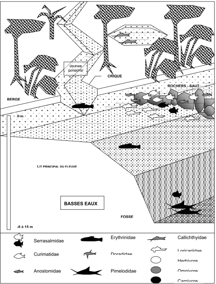 Figure 10 Représentation schématique du fleuve durant les basses eaux. Serrasalmidae Curimatidae Anostomidae Erythrinidae DoradidaePimelodidae CallichthyidaeLoricariidaeHerbivoreCarnivoreOmnivore0 m-8 à 15 mLIT PRINCIPAL DU FLEUVEBERGECRIQUEROCHERS - SAUTF