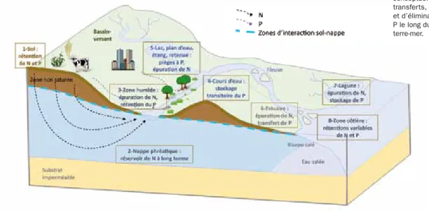 Figure 2.11. Schéma  conceptuel des zones de  transferts, de rétention  et d’élimination de N et  P le long du continuum  terre-mer.