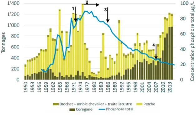 Figure 3.5. évolution de la teneur en phosphore et de la composition  des captures de poissons dans le lac Léman