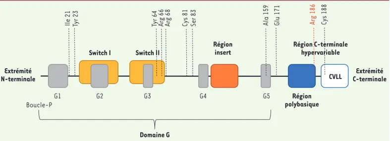 Figure 1. Domaines protéiques de CDC42 et position des mutations identifiées. Les 5 motifs G1 à G5 constituant le domaine G sont caractéristiques  des petites protéines G de la superfamille Ras