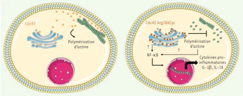 Figure 2. Défauts de localisation et de fonction de la protéine CDC42 portant la mutation Arg186Cys
