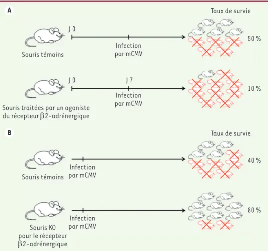 Figure 1.  Des signaux  b 2-adrénergiques  réduisent la résistance à l’infection par le  cytomégalovirus murin