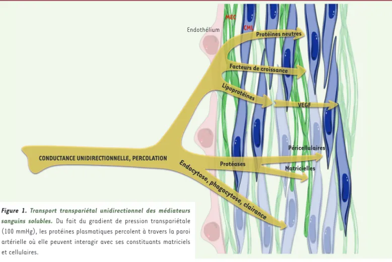 Figure 1. Transport transpariétal unidirectionnel des médiateurs  sanguins solubles. Du fait du gradient de pression transpariétale  (100 mmHg), les protéines plasmatiques percolent à travers la paroi  artérielle où elle peuvent interagir avec ses constit